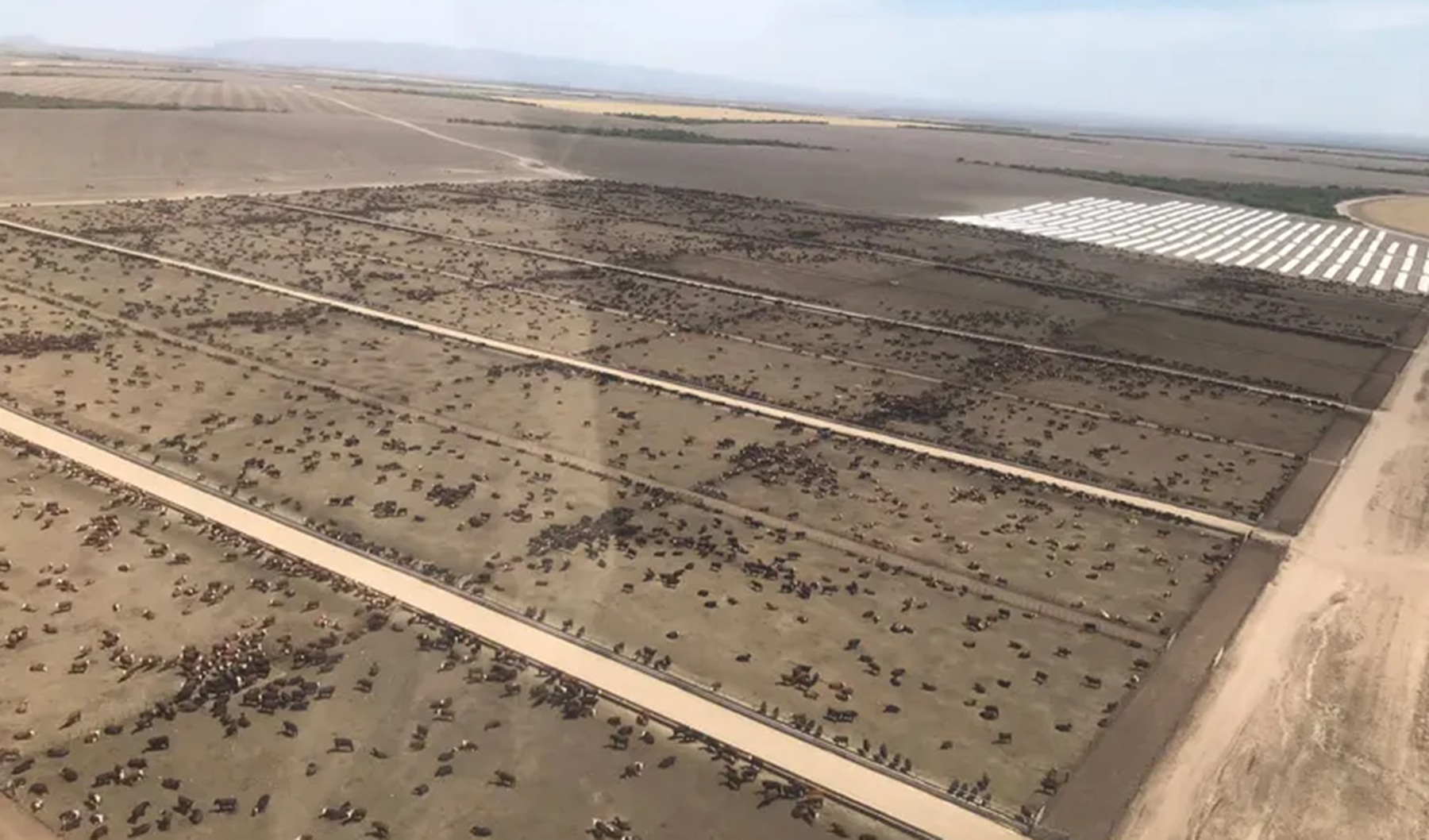 Cómo es el corazón agrícola del feedlot gigante que no tiene ni una vaca propia pero alimenta a 100.000 animales