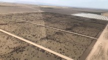 Imagen de Cómo es el corazón agrícola del feedlot gigante que no tiene ni una vaca propia pero alimenta a 100.000 animales