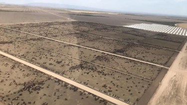 Cómo es el corazón agrícola del feedlot gigante que no tiene ni una vaca propia pero alimenta a 100.000 animales