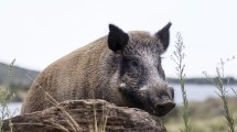 Imagen de ¿Guanaco, jabalí y otras carnes? Qué se podrá vender, dónde y bajo qué controles según el proyecto de Río Negro