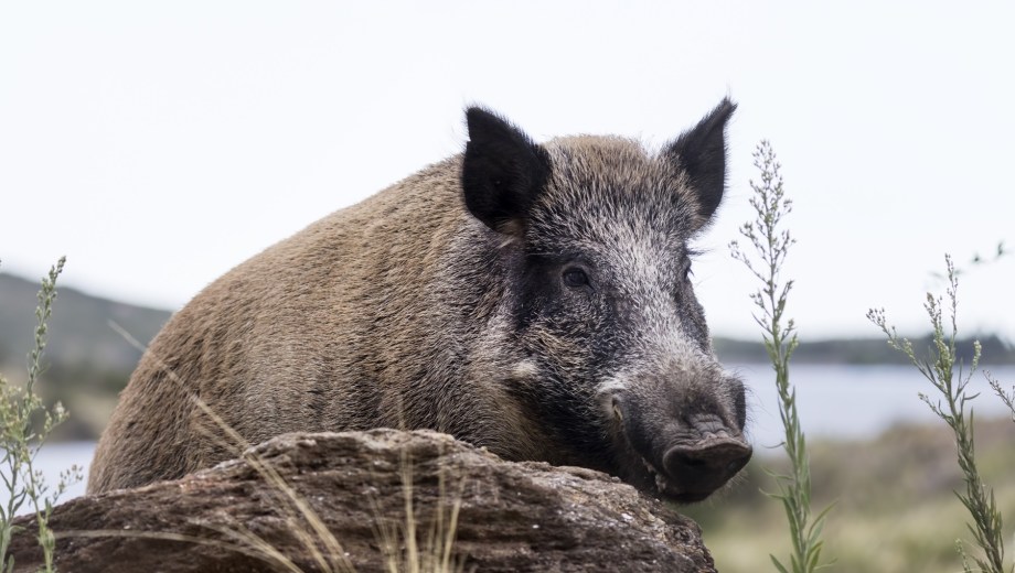 Qué propone Río Negro para la carne y la fauna silvestre. Foto: archivo.