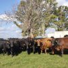 Imagen de Por primera vez en Sudamérica productores ganaderos recibieron pagos por bonos de carbono por 1,2 millones de dólares: cómo funciona el sistema