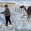 Imagen de Un gobernador de la Patagonia rescató a un guanaco atrapado en un alambrado