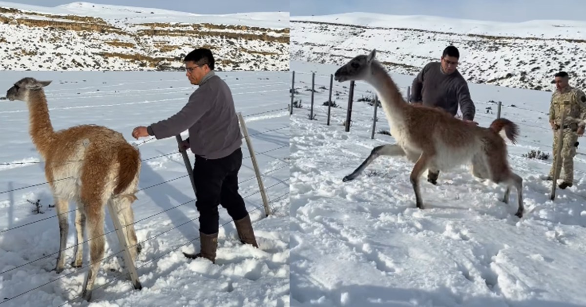 Un gobernador patagónico liberó un guanaco atrapado en un alambre