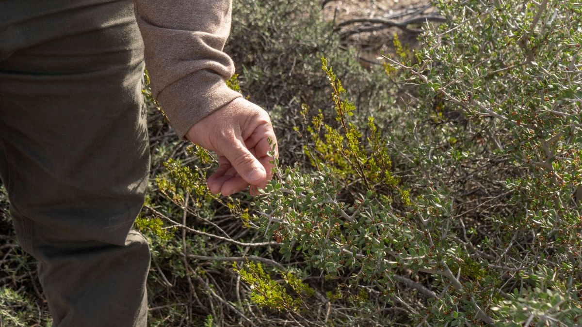 Entre los arbustos que las vacas pueden incorporar a la dieta aparecen especies propias del monte patagónico como molle, jarilla, chañar, mata negra, alpataco y matorro negro. Foto: Luciano Cutrera.