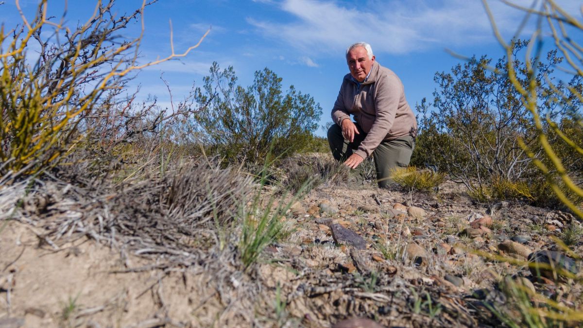 El productor sostiene que el descanso de las plantas es tan importante como el tiempo de pastoreo. Foto: Luciano Cutrera.