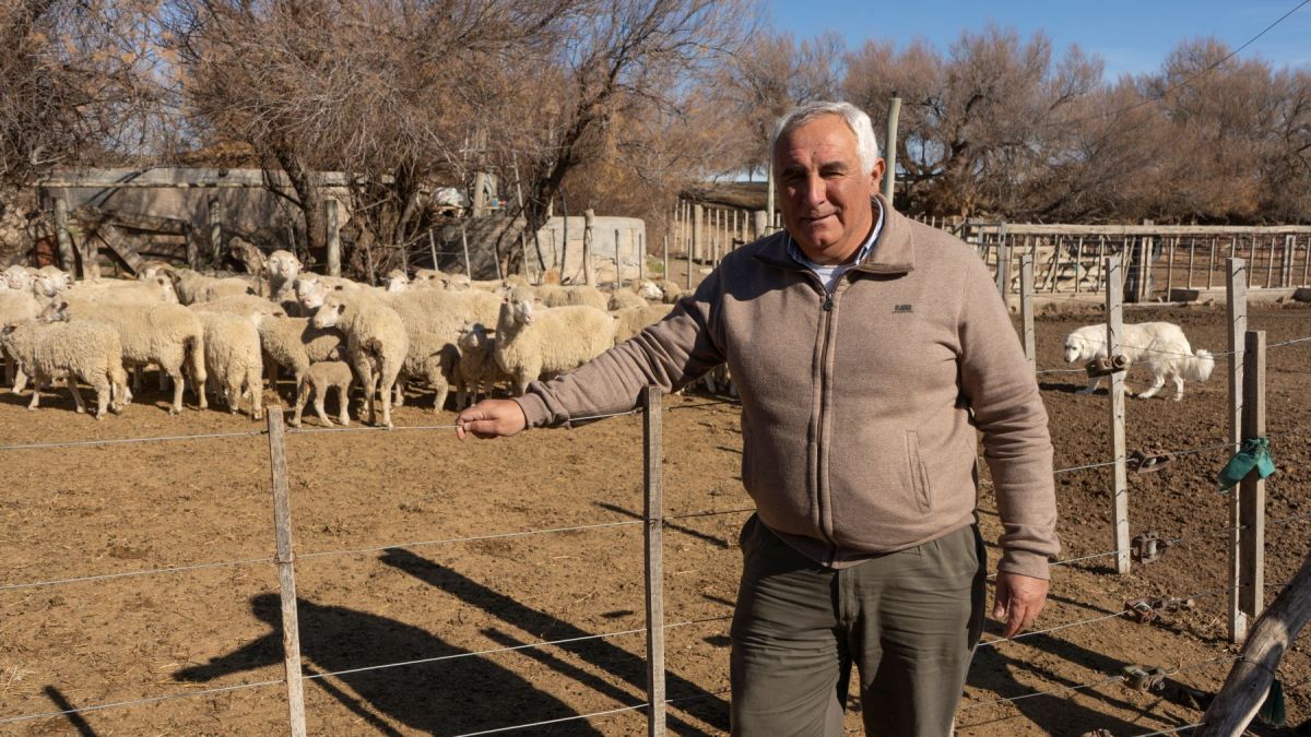 La producción ovina fue parte de la historia familiar y todavía aparece como una cuenta pendiente para Gustavo Cervera. Foto: Luciano Cutrera.