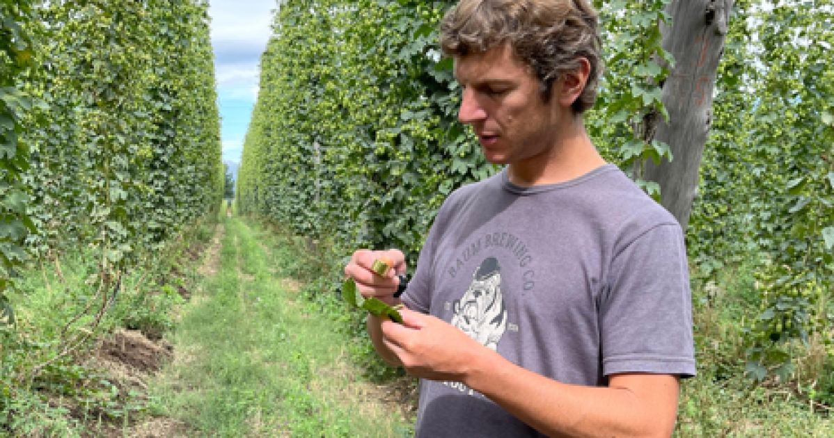 Lúpulo de El Bolsón se utiliza en una cerveza en Inglaterra