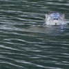 Imagen de Cómo vive el huillín, el animal más esquivo de los lagos de Chubut