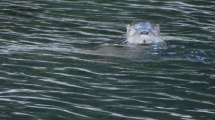Imagen de Cómo vive el huillín, el animal más esquivo de los lagos de Chubut