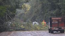 Imagen de Tragedia en Chile: murieron un bombero y su mujer embarazada al ser aplastados por un árbol durante el temporal
