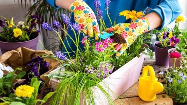 Antes de que termine agosto: 5 cuidados para que tus plantas florezcan en primavera