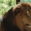 Imagen de "Lágrimas de alegría": liberaron felinos del exzoológico de Luján en santuarios de Sudáfrica y Estados Unidos