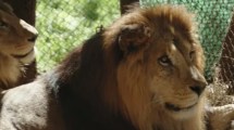 Imagen de «Lágrimas de alegría»: liberaron felinos del exzoológico de Luján en santuarios de Sudáfrica y Estados Unidos
