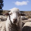 Imagen de Cuáles son las medidas a tener en cuenta para detectar la sarna ovina en la majada