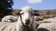 Imagen de Cuáles son las medidas a tener en cuenta para detectar la sarna ovina en la majada
