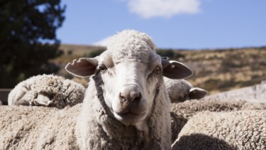 Cuáles son las medidas a tener en cuenta para detectar la sarna ovina en la majada