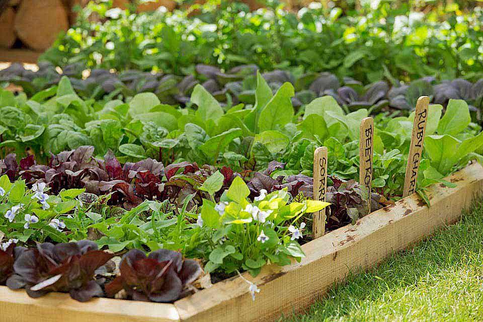 Acelga: la hortaliza ideal para cultivar en casa desde agosto