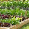 Imagen de Huerta en casa: la verdura que podés sembrar en agosto y cosechar varias veces durante toda la primavera