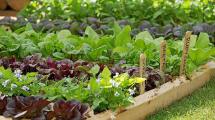 Imagen de Huerta en casa: la verdura que podés sembrar en agosto y cosechar varias veces durante toda la primavera