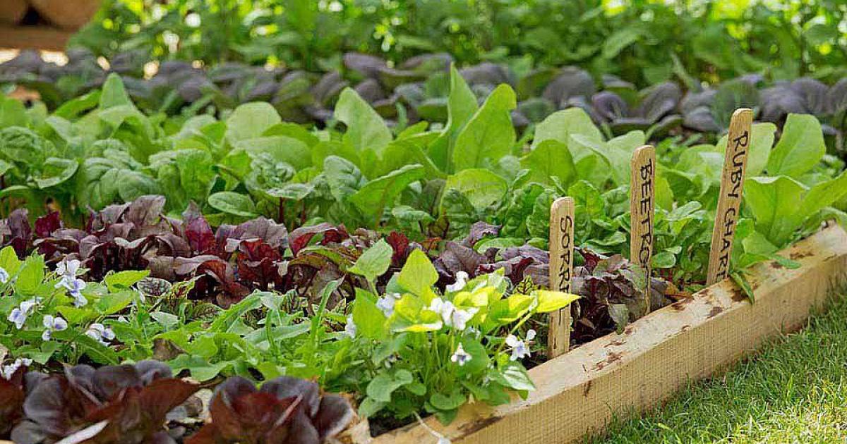 Acelga: la hortaliza ideal para cultivar en casa desde agosto