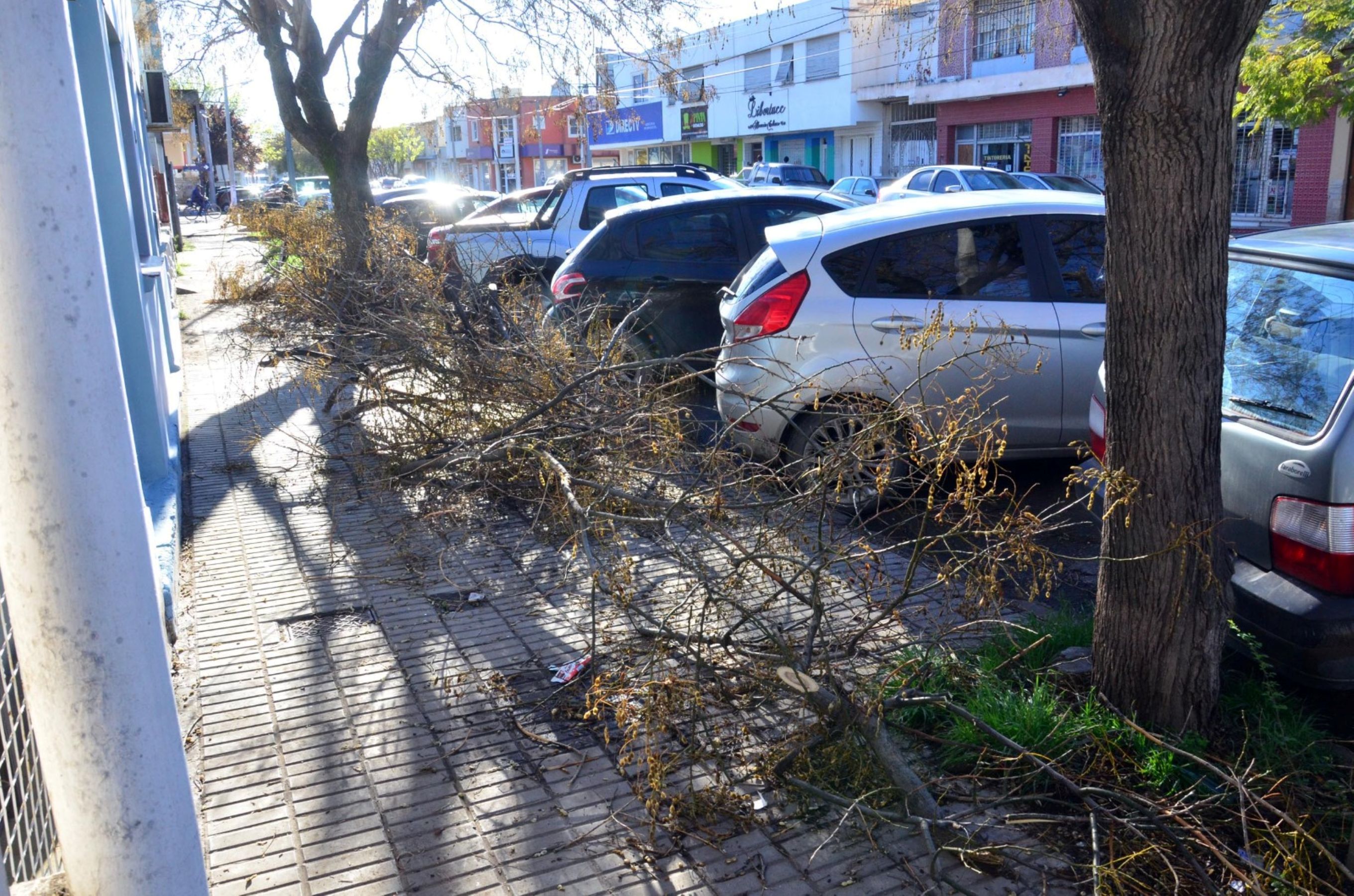 Viedma lanza licitación para la recolección de ramas en temporada de poda