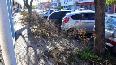 Viedma licita un servicio para reforzar la recolección de ramas durante la temporada de poda