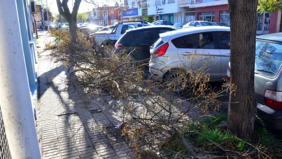 Viedma abrió una licitación de $60 millones para retirar los residuos verdes tras la temporada de poda. Foto: Marcelo Ochoa