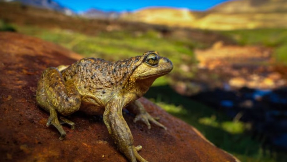 Rana del Pehuenche, la especie que DICaprio busca proteger. Foto: Gentileza @leonardodicaprio @vicentevaldesguzmanphotography.