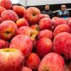 Imagen de Empezaron con una chacra de cinco hectáreas en la Patagonia y hoy venden casi 4 millones de kilos de fruta al año