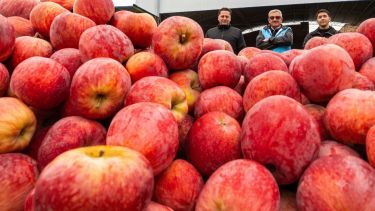 Empezaron con una chacra de cinco hectáreas en la Patagonia y hoy venden casi 4 millones de kilos de fruta al año