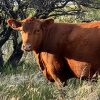 Imagen de Ganadería en la Patagonia: cómo la producción se convierte en resultados económicos