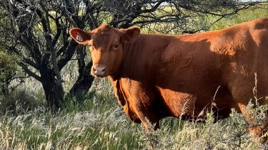 Ganadería en la Patagonia: cómo la producción se convierte en resultados económicos
