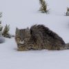 Imagen de Encuentro mágico en la Patagonia: iban por la Ruta 46 y se cruzaron a un escurridizo gato del pajonal en Neuquén