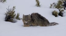 Imagen de Encuentro mágico en la Patagonia: iban por la Ruta 46 y se cruzaron a un escurridizo gato del pajonal en Neuquén