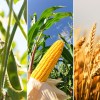 Imagen de Los precios internacionales de la soja, el trigo y el maíz suben, pero no lo hacen todos por una misma razón