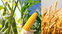 Imagen de Los precios internacionales de la soja, el trigo y el maíz suben, pero no por una misma razón