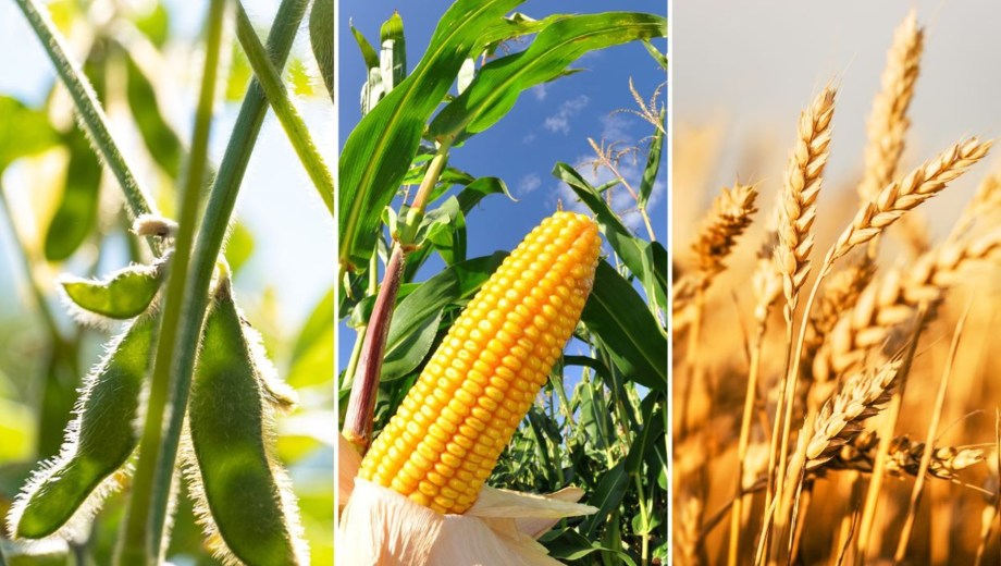 Suben los precios en Chicago de tres commodities agrarios clave para la Argentina: soja, maíz y trigo.