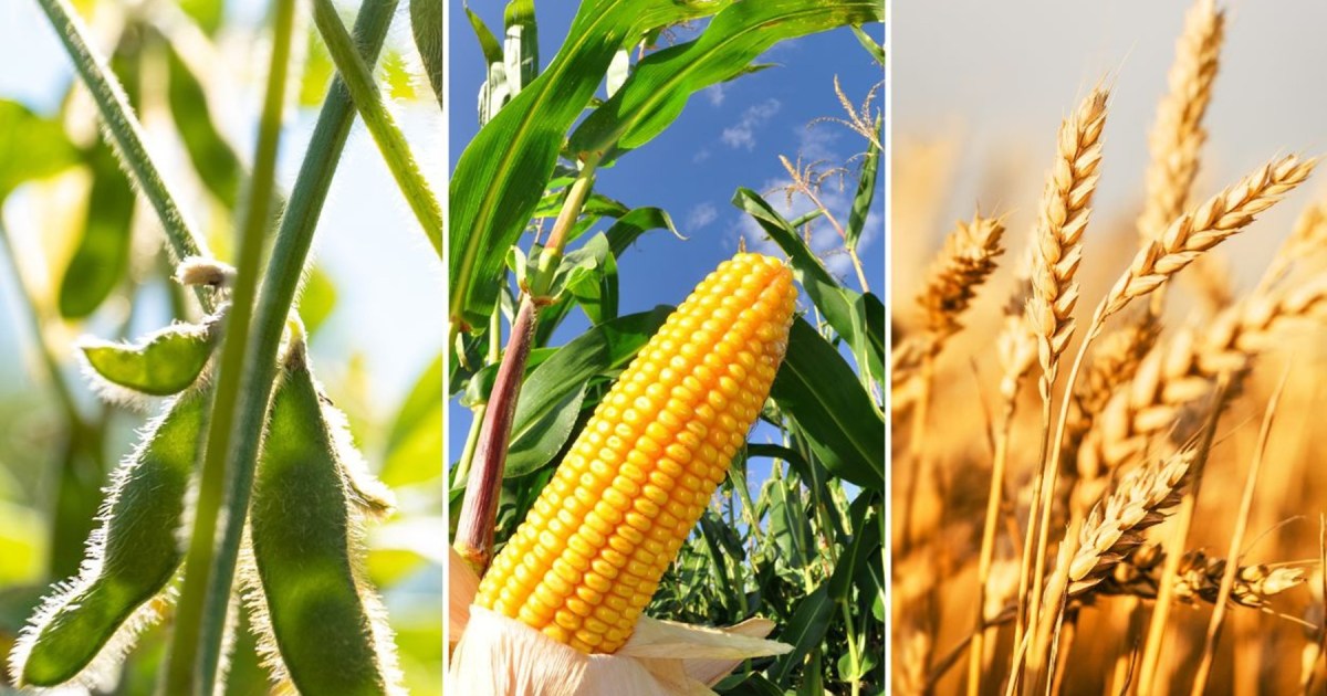 Aumentan los precios de soja, trigo y maíz por factores diversos