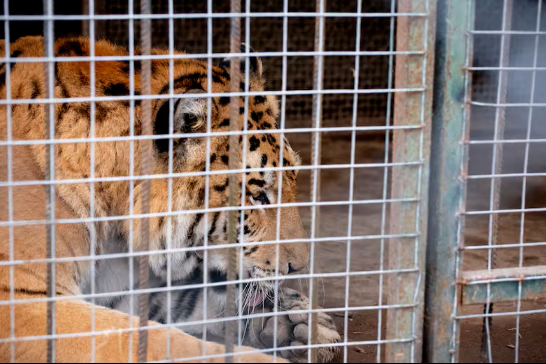 De un exzoo a dos santuarios en Estados Unidos y Sudáfrica: así es el operativo de traslado de 30 felinos desde Luján
