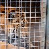 Imagen de De un exzoo a dos santuarios en Estados Unidos y Sudáfrica: así es el operativo de traslado de 30 felinos desde Luján