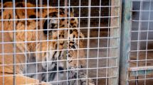 Imagen de De un exzoo a dos santuarios en Estados Unidos y Sudáfrica: así es el operativo de traslado de 30 felinos desde Luján
