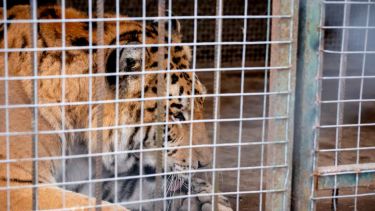 De un exzoo a dos santuarios en Estados Unidos y Sudáfrica: así es el operativo de traslado de 30 felinos desde Luján