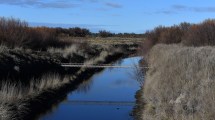Imagen de Río Negro reglamentó las Comunidades de Usuarios de riego: qué cambia para los productores que comparten el agua