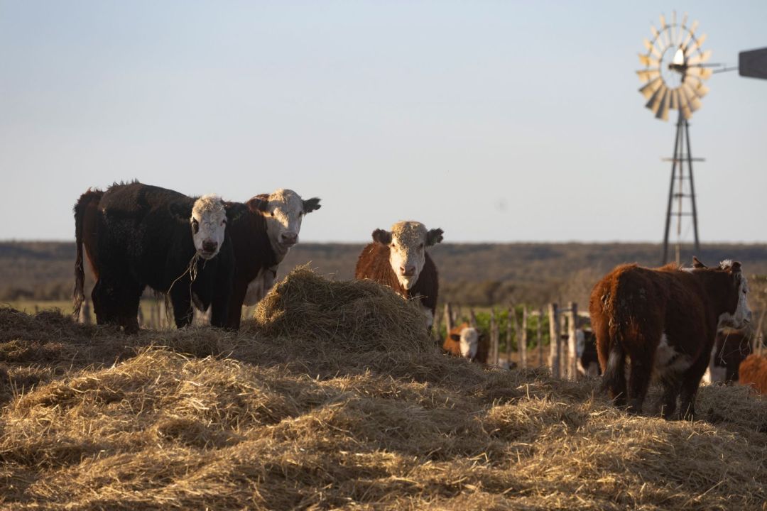 El rodeo de cría se alimenta también con forrajes producidos en el establecimiento. Foto: Pablo Leguizamon.