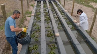 Convertir el lodo cloacal en biogás y abono: el proyecto científico que estudian en San Martín de los Andes