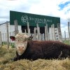 Imagen de 46° Expo Rural de Choele Choel, donde se juntan la producción, el conocimiento y una nueva generación para el campo