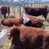 Imagen de Día de juras Hereford y Angus en la 49° Expo Rural de Río Colorado, el viento y la lluvia no frenaron a la ganadería de la Patagonia