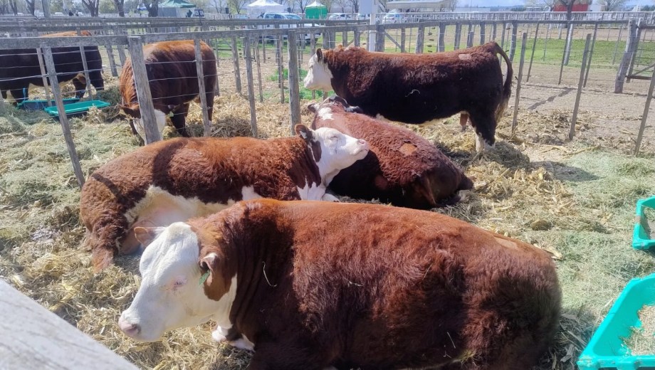 49° Exposición Rural de Río Colorado.