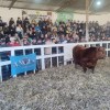 Imagen de Río Colorado cerró su 49° Exposición Rural con un buen remate de reproductores, se vendió el 97% de la oferta y se negociaron más de 1.000 millones de pesos